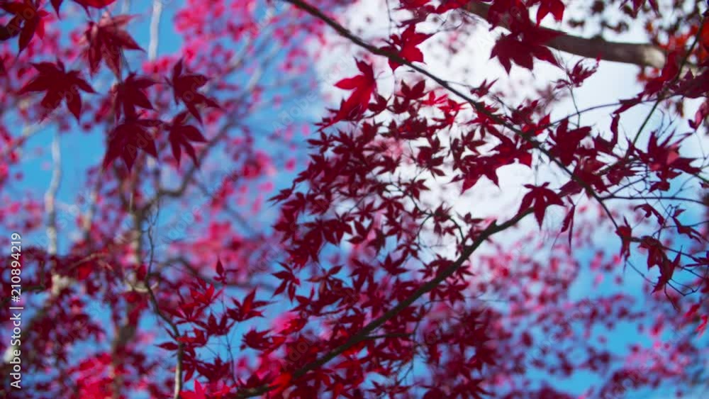 Beautiful Red Leaves Contrast against the Blue Sky in Fall Beautiful Red Leaves Contrast against the Blue Sky in Fall