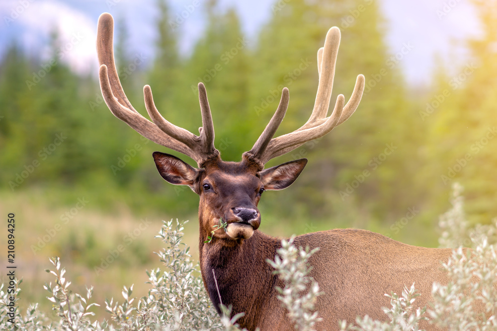 Fototapeta premium Wapiti sauvage