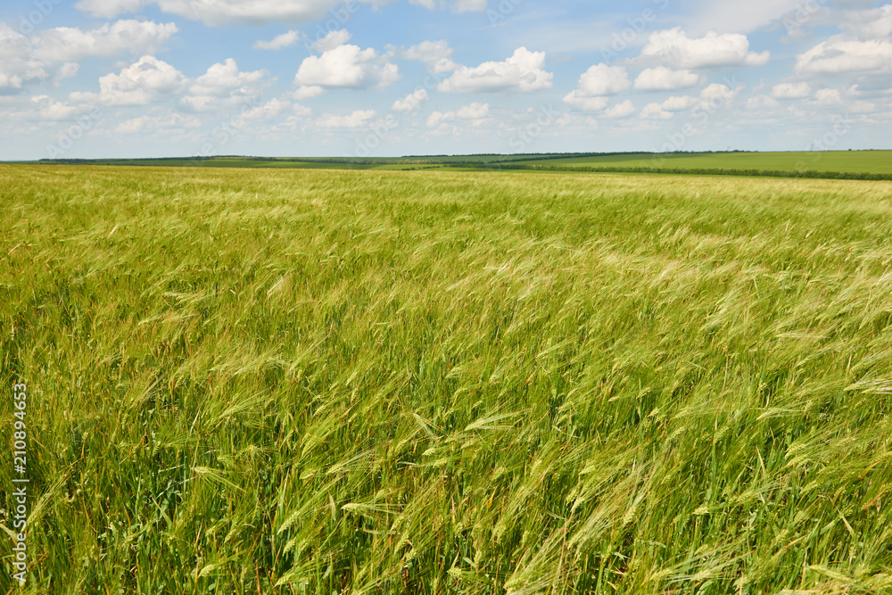 young wheat field as background, bright sun, beautiful summer landscape young wheat field as background, bright sun, beautiful summer landscape