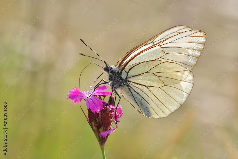 Superb butterfly sitting on a purple flower Superb butterfly sitting on a purple flower