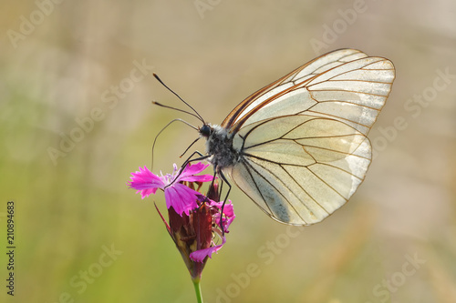 Superb butterfly sitting on a purple flower