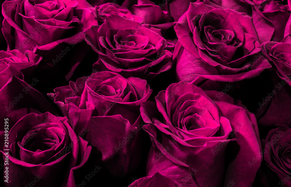 Obraz premium purple, pink roses