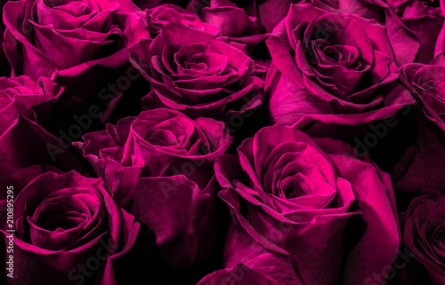 purple, pink roses