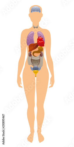 Vector illustration eps10, isolated white background. Realistic human internal organs symbol, 3d female figure with liver, brains, heart. Cartoon health body poster template. Flat banner, medical sign