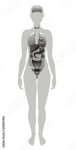 Vector illustration eps10, isolated white background. Realistic human internal organs symbol, 3d female figure with liver, brains, heart. Cartoon health body poster template. Flat banner, medical sign