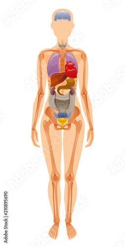 Vector illustration eps10 isolated white background. Realistic human internal organ skeleton symbol, 3d female figure liver brains heart bones rib. Health body poster. Flat medical anatomy infographic photo