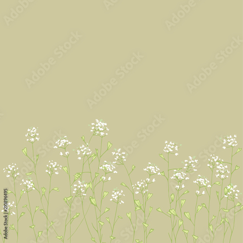 Capsella bursa-pastoris.Blooming grass. Medicinal plant. Wildflowers. Flower tenderness print.
