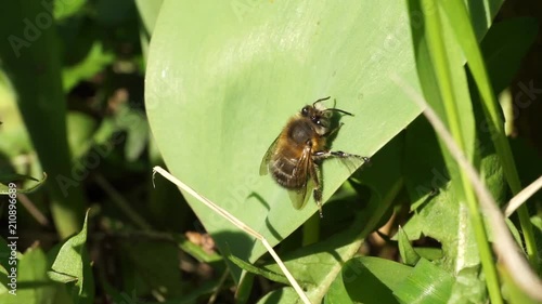 Close-up of spring bee Anthophora plumipes with large eyes resting on leaf of tulip in green grass in spring in foothills of Caucasus photo