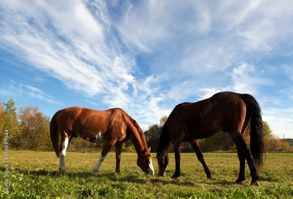 Horse on swedish nature. Two brown horses