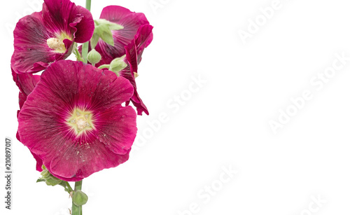 Fototapeta Naklejka Na Ścianę i Meble -  Large flower pink on white