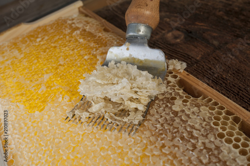  honeycomb with uncapping fork close up - honey harvest photo