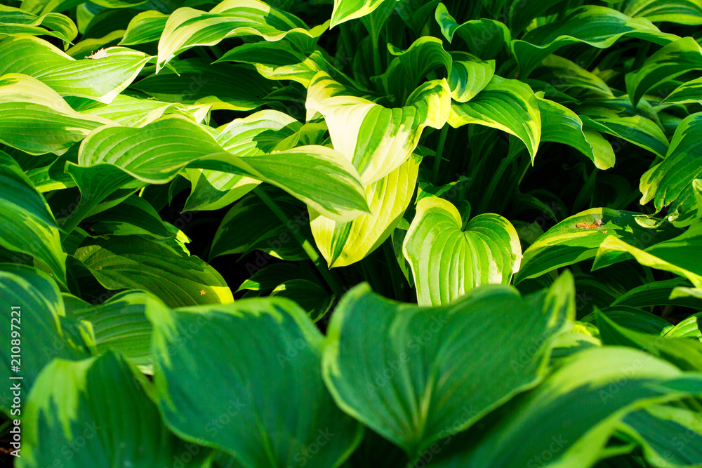 Beautiful host in the garden.Colorful leaves.Natural background Beautiful host in the garden.Colorful leaves.Natural background