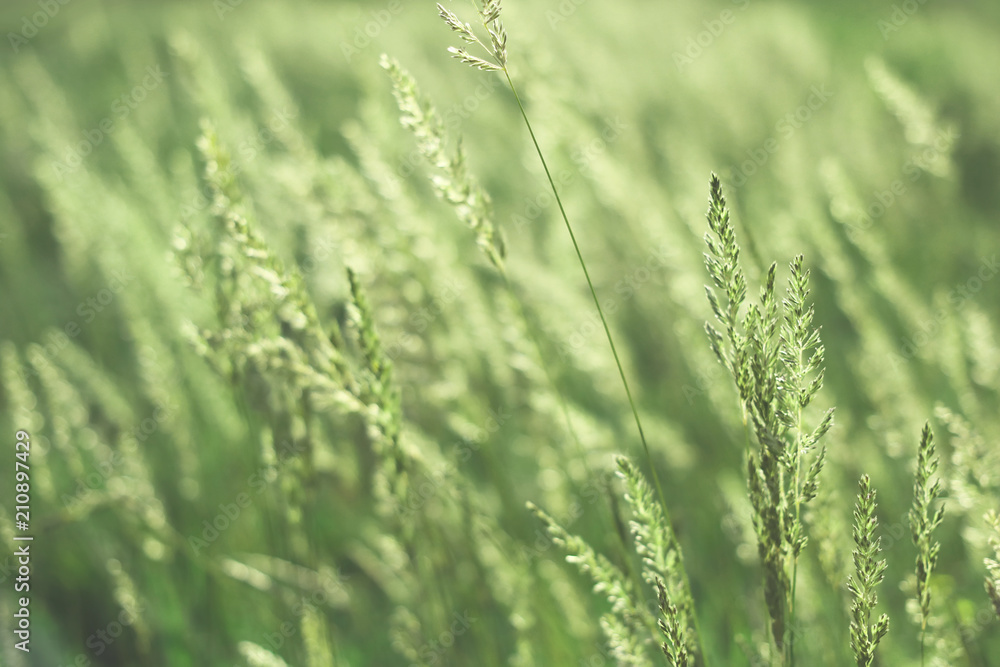 spikelets of grass. toned. natural background spikelets of grass. toned. natural background