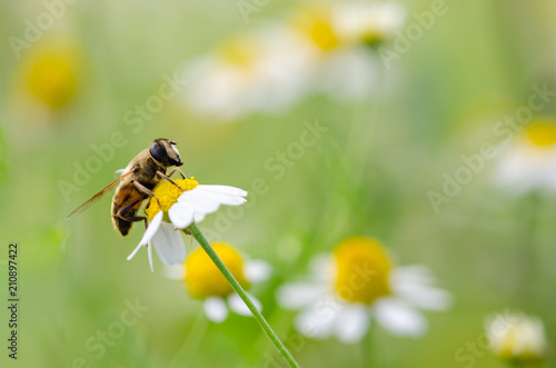 Honey Bee On Daisy  Flower, Close Up Macro.
