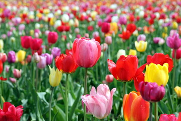 Wandcirkels Tulp Bonte tulpenmix in voorjaarsveld  © Hieronymus Ukkel