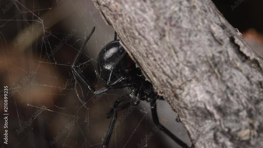 Macro view of Black Widow Spider fixing its web showing the red hourglass.