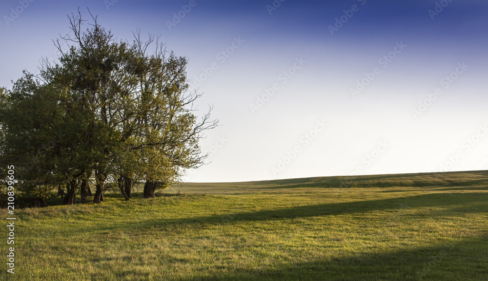 Obraz premium Simple scene in sunset about a group of trees on a clearing, Alsobikol, Hungary