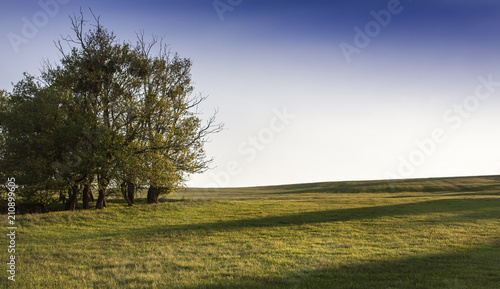 Simple scene in sunset about a group of trees on a clearing, Alsobikol, Hungary