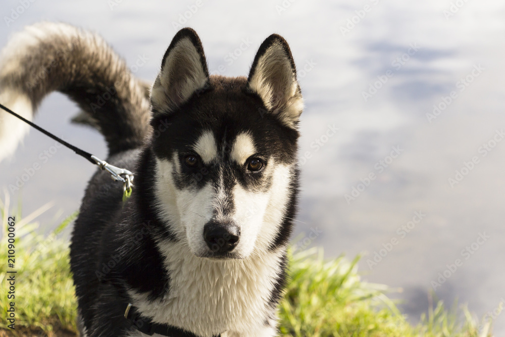 Siberian Husky black and white color in the Park on a summer day. Siberian Husky black and white color in the Park on a summer day.