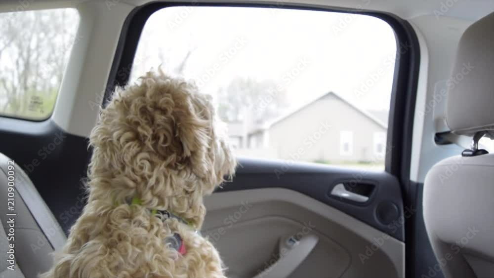 Goldendoodle puppy on car ride watching out window as cars pass Goldendoodle puppy on car ride watching out window as cars pass