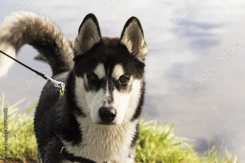 Siberian Husky black and white color in the Park on a summer day.