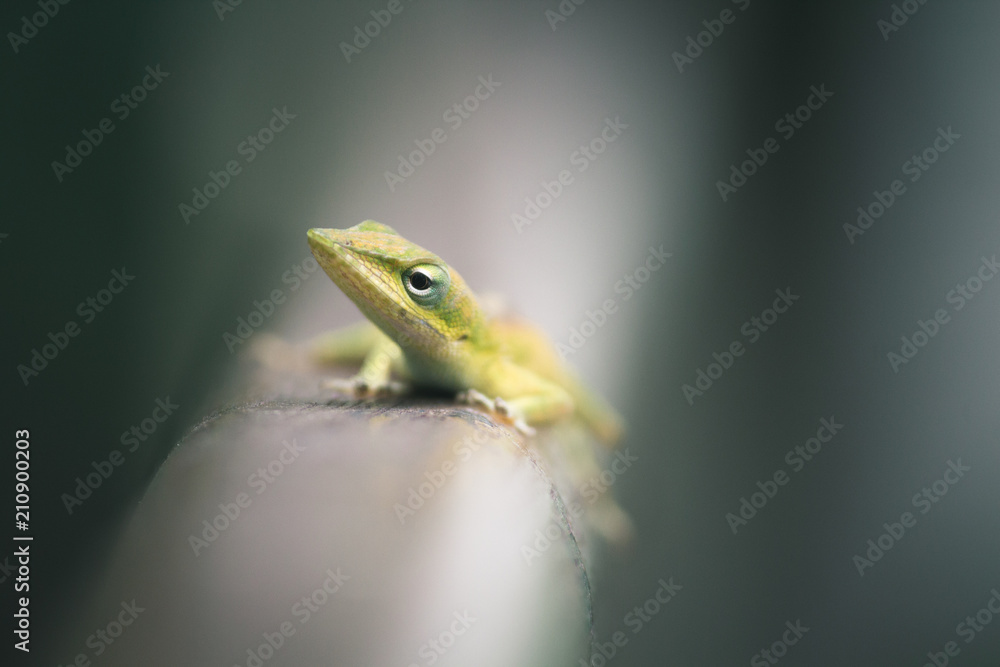 Fototapeta premium Closeup of a gecko sitting on a rail