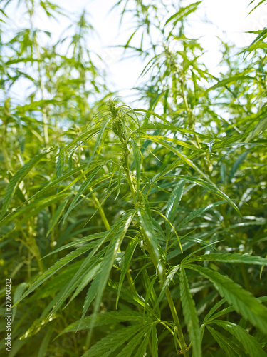 Plants: Closeup of an industrial hemp plant at the edge of a field in Eastern Thuringia