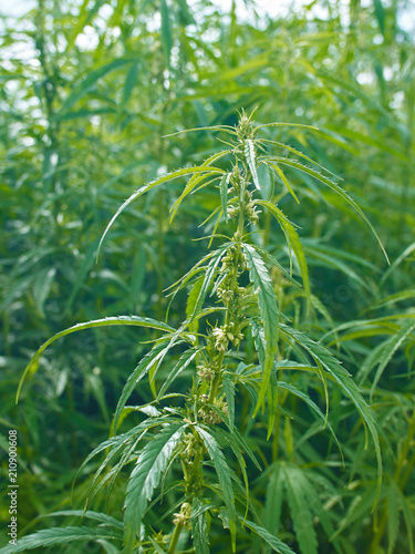 Plants: Closeup of an industrial hemp plant on the edge of a field in Eastern Thuringia