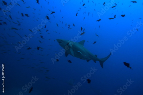 bull shark  carcharhinus leucas  Bega lagoon  Fiji