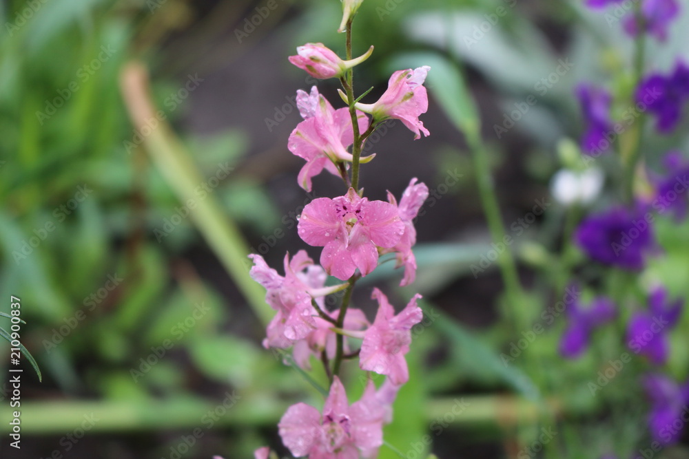 Fototapeta premium Pink flowers blooming