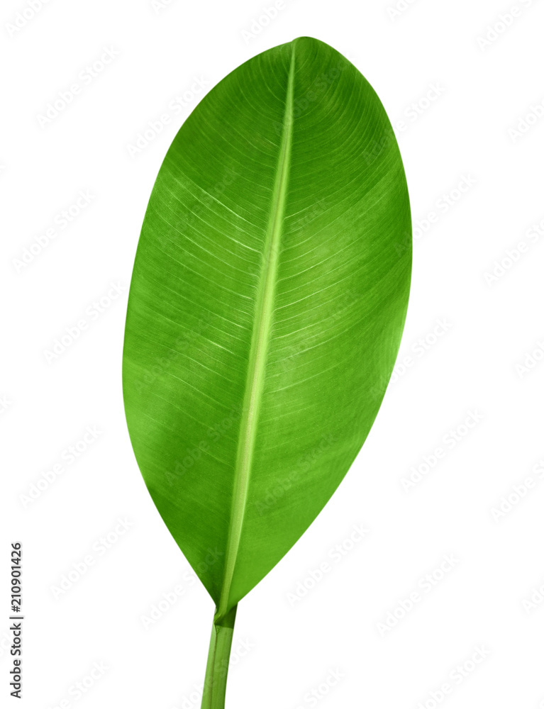Obraz premium Banana leaf isolated