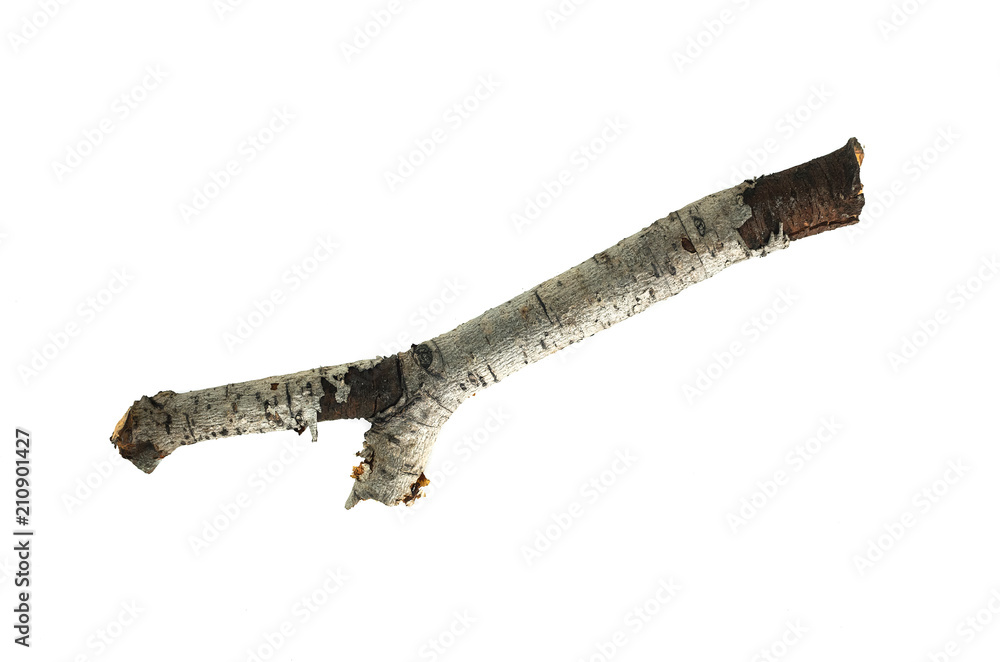Dry tree branch isolated on white background.