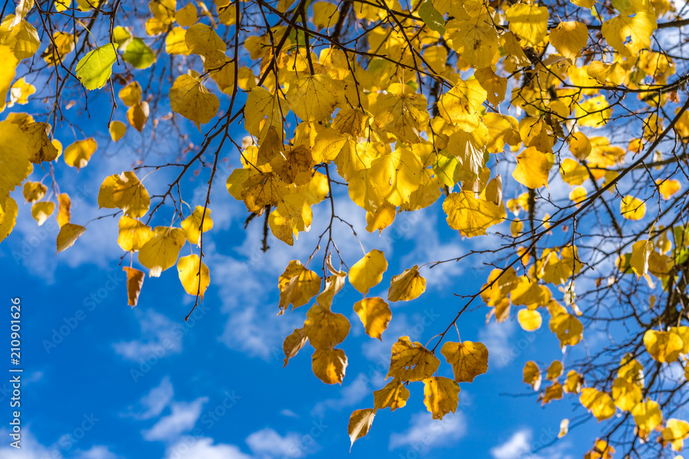 Goldener Herbst Goldener Herbst