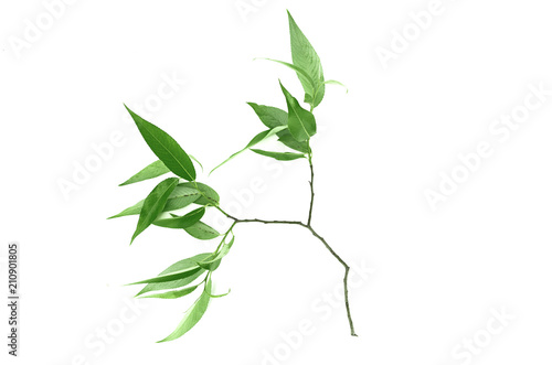 Tree branch with leaves isolated on white background.