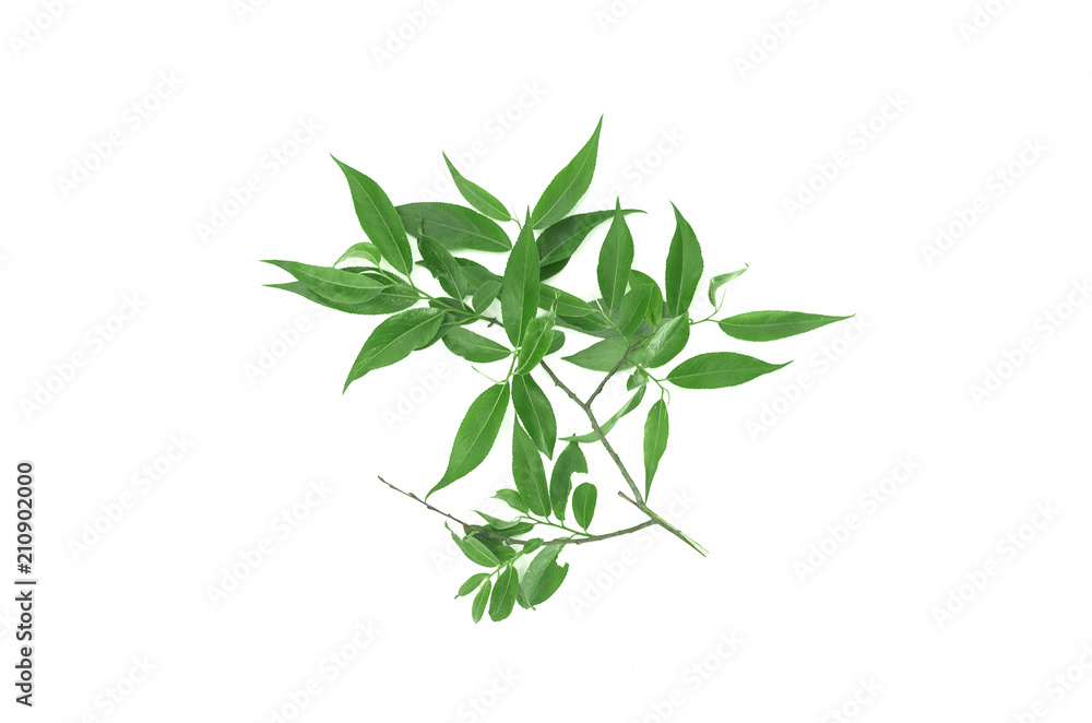 Tree branch with leaves isolated on white background. Tree branch with leaves isolated on white background.