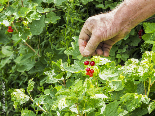 Caucasian man picking redcurrants ribes rubrum in the orchard during summer photo