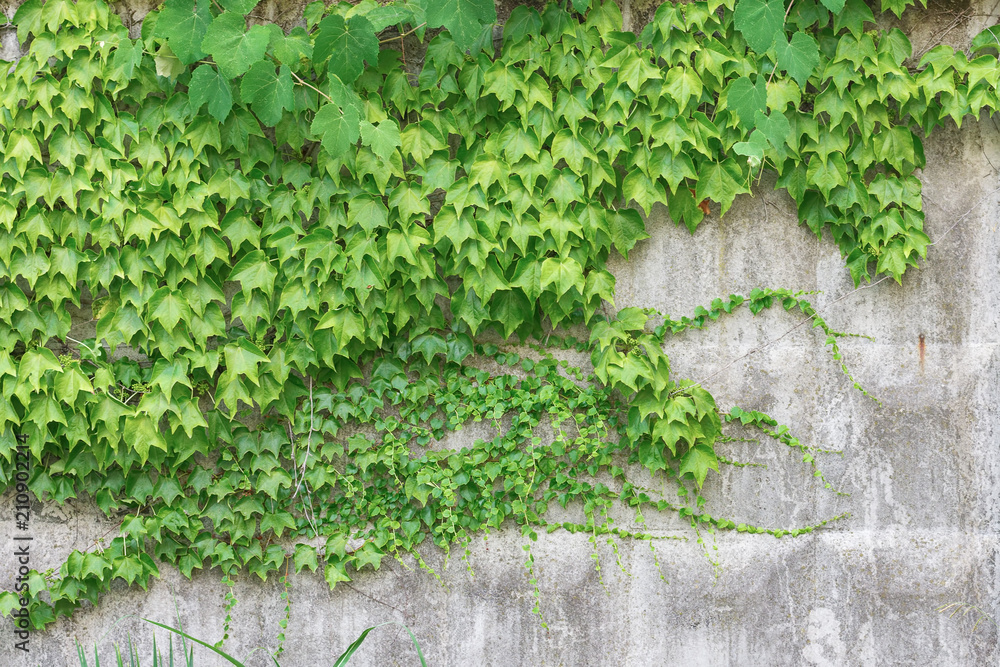 Green climbing plant on the wall