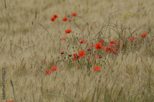 Fototapeta Naklejka Na Ścianę i Meble -  klatschmohn im getreidefeld