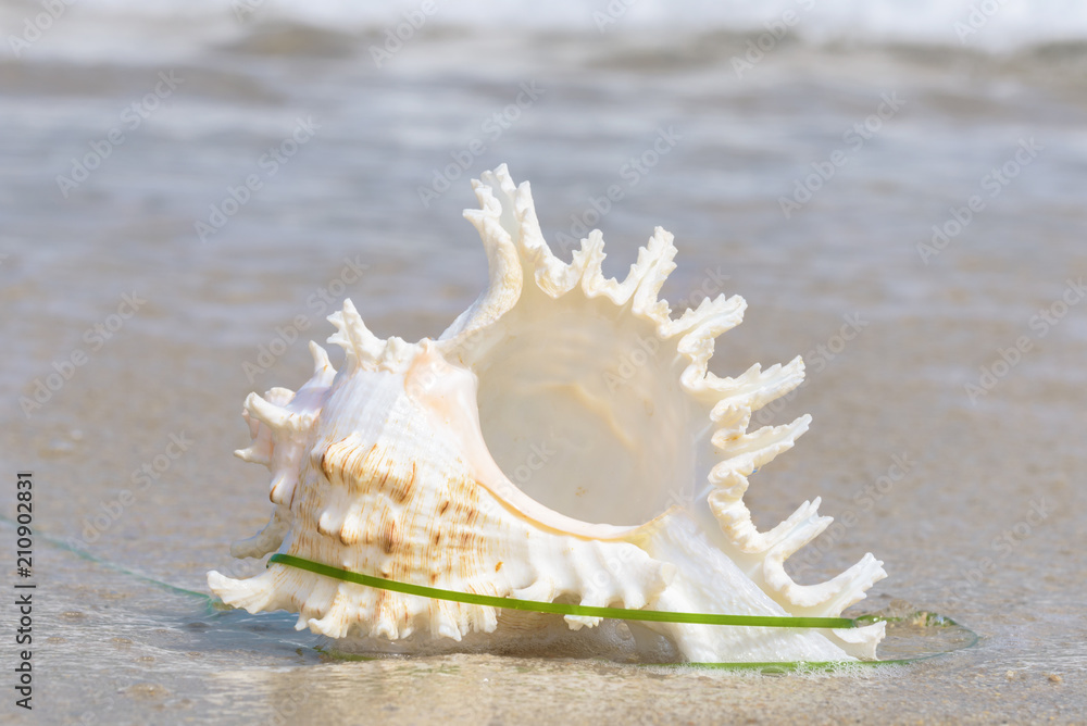 seashell on the beach seashell on the beach