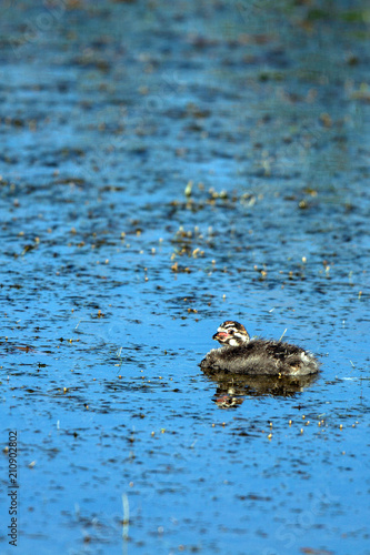 A baby Pied-billed Grebe waits for his mother to come and feed him in the marsh at Alamosa National Wildlife Refuge in southern Colorado