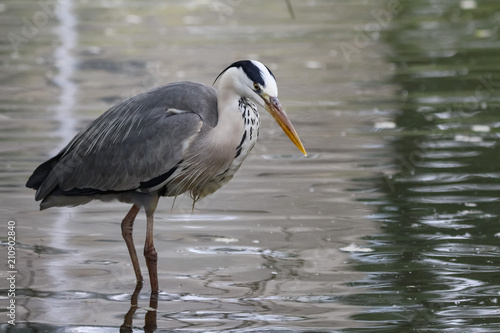 heron catching fish