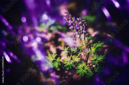 Wallpaper Mural Details aus der Natur Torontodigital.ca