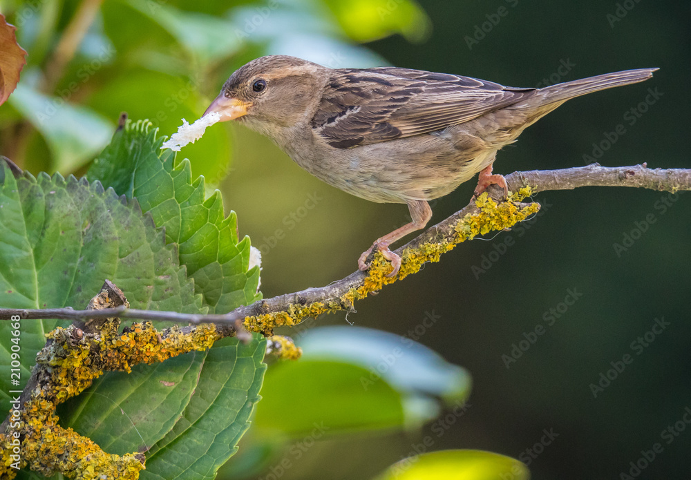 Fototapeta premium small birds with their colors brighten up the summer