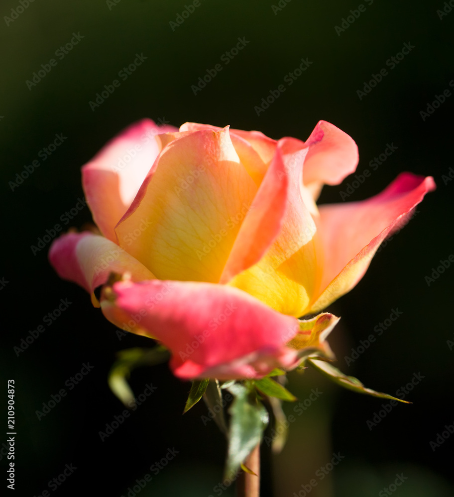 Art photo yellow rose petals on the black natural blurred background with clipping path. Closeup. For design, texture, background. Nature. Art photo yellow rose petals on the black natural blurred background with clipping path. Closeup. For design, texture, background. Nature.