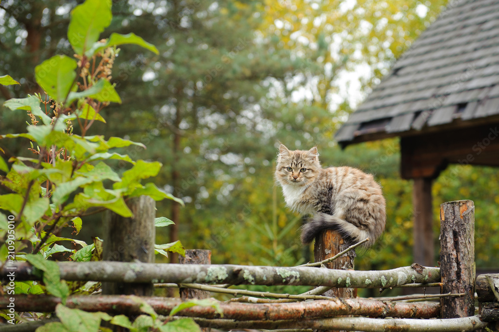 cat on the fence