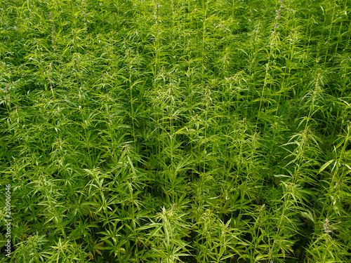 Plants: At the edge of an industrial hemp field in Eastern Thuringia