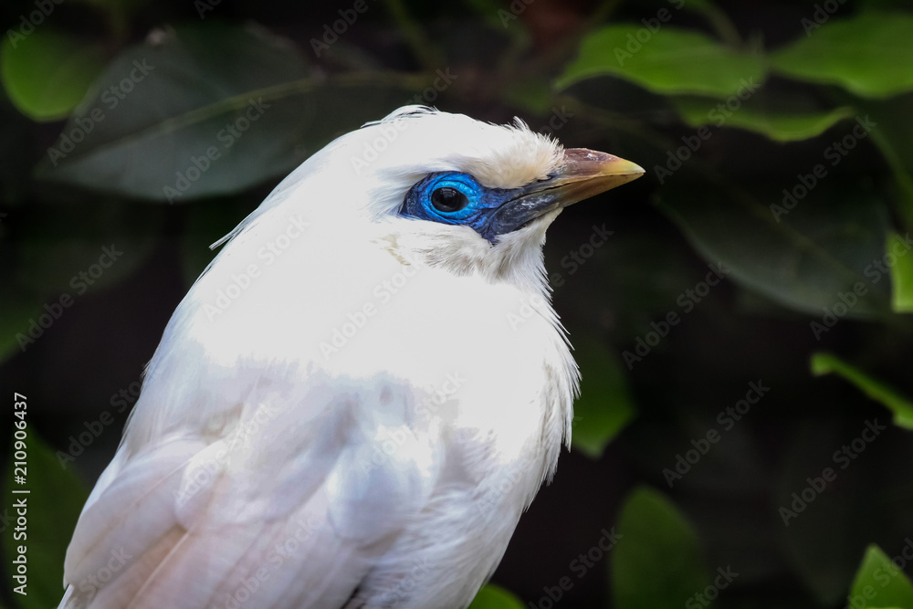 Obraz premium bali starling