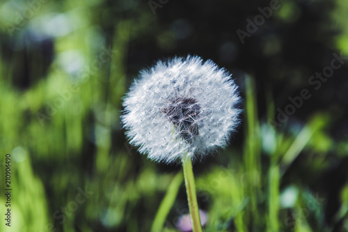 Fototapeta Naklejka Na Ścianę i Meble -  Dandelion in the park. Dandelion macro photo