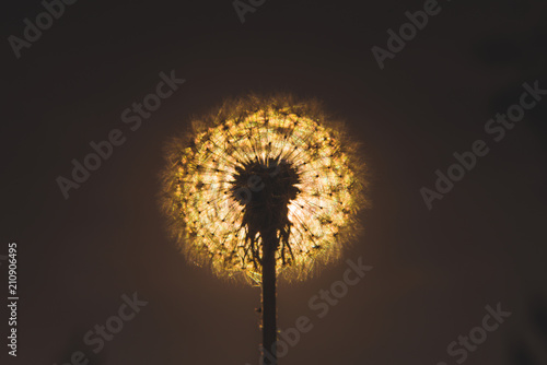 Fototapeta Naklejka Na Ścianę i Meble -  Silhouette of Dandelion. Dandelion macro photo, sun behind flower