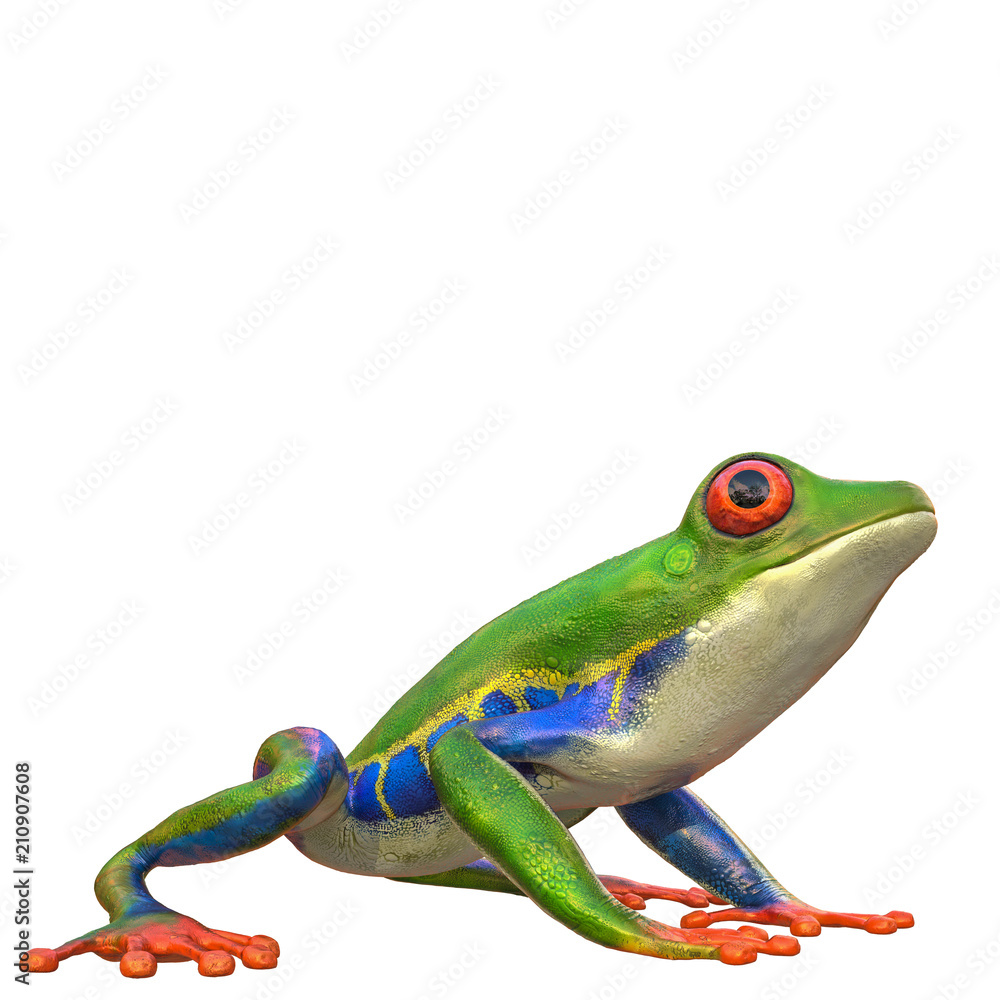 Fototapeta premium amazon frog na białym tle